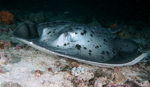 Maldives 2021  - Raie pastenague noire - Blackblotched stingray - Taeniurops meyeni - DSC00628_rc